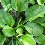 10369913_330405827108401_2842533518432150735_n