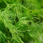 3c8c06b2a515b809aff4dc8727562b60_header