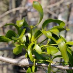 Mistel - mistletoe 15