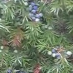 Prirodni lijek za šećernu bolest