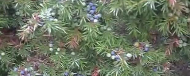 Prirodni lijek za šećernu bolest