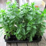 Stevia