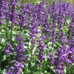 Zalfija-Salvia-officinalis-seme-_slika_O_10343733