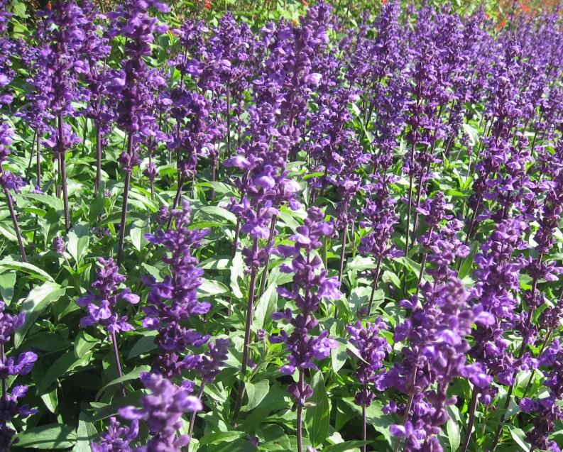 Zalfija-Salvia-officinalis-seme-_slika_O_10343733