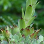 cuvarkuca-houseleek-pixabay