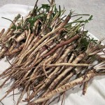 dandelion-roots