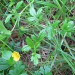 10469152_10203966738666103_9000801354425132910_o