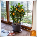 espalier-lemon-tree-gift
