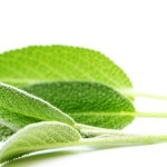 kadulja-fd3a0be10bfd1e1a4f84da0a84f65831_header