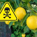lemon-tree-danger3
