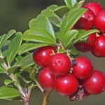 Brusnica-e1403719082485