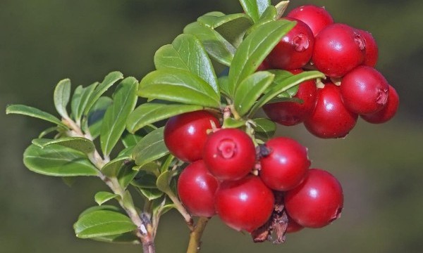 Brusnica-e1403719082485