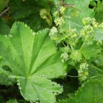 alchemilla-vulgaris-1