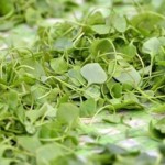 potoc48darka-590x386