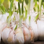 proklijali-bijeli-luk-620x384