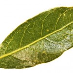 Malahov: Zapalite listić ovoga – umor i napetost odmah nestaju!