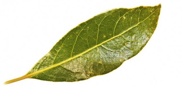 Malahov: Zapalite listić ovoga – umor i napetost odmah nestaju!