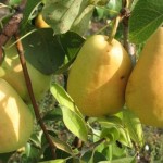 caj-od-grancica-kruske