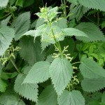 PHOTO:flickr/brewbooks