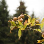 PHOTO:flickr/Wonderlane