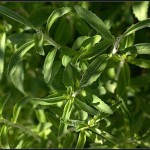 PHOTO:flickr/M a n u e l