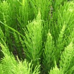 Equisetum_arvense_foliage-660x413