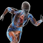 ljudski-organi-640x360