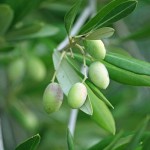 maslina-drvo-pixabay