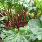 PHOTO:"Rabarber stelen". Licensed under CC BY-SA 3.0 via Wikimedia Commons - https://commons.wikimedia.org/wiki/File:Rabarber_stelen.jpg#/media/File:Rabarber_stelen.jpg