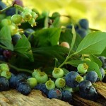 borovnica-grančica-pixabay