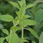 divlji-origano-pixabay