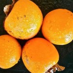 khaki-japanska-jabuka-pixabay