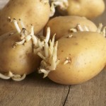 krompira-sa-klicom-zelena-kora