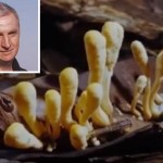 profesor-durica-popovic-naslovna