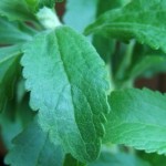 stevia