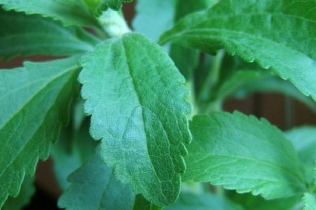 stevia
