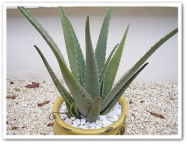 aloa-vera