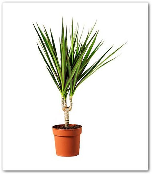 dracena