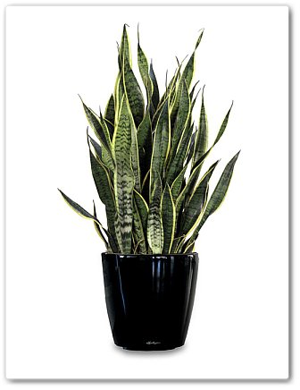 sanseverija