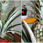 ananas-6