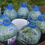 krastavci-iz-bureta-4