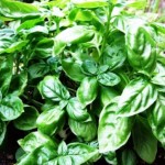 PHOTO:en.wikipedia.org