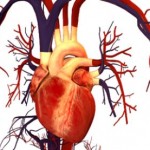 srce-i-krvotok