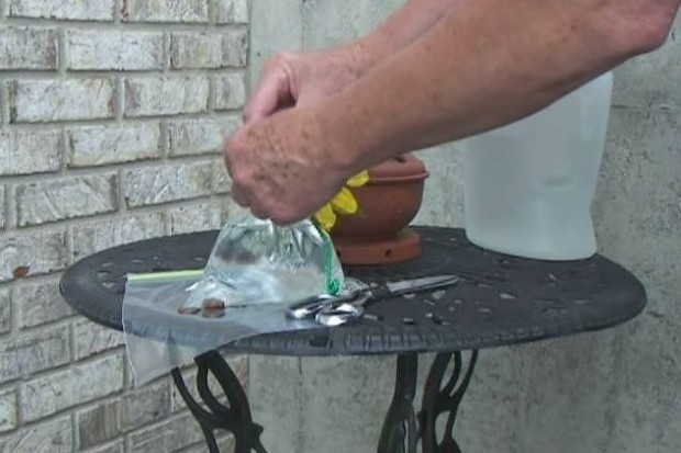 trik-za-muhe-620x413