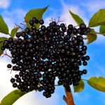 aronija-pixabay
