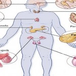 endokrini-sistem
