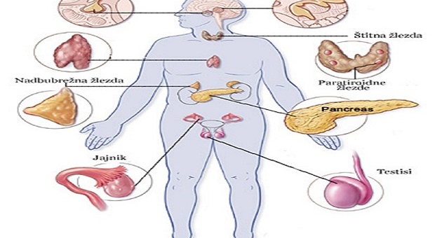 endokrini-sistem