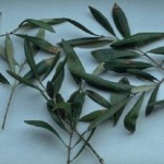 maslinovo-lisce