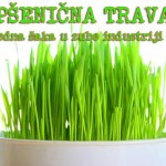 psenican-trava