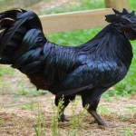 Ayam-Cemani